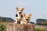 CORGI PEMBROKE 284